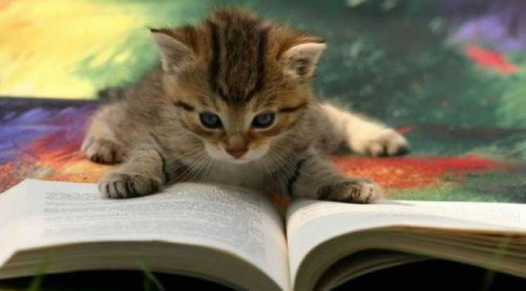 cat_reading_book